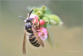<p>VOSA OBECNÁ (Vespula vulgaris) ---- /Common wasp - Gemeine Wespe/</p>